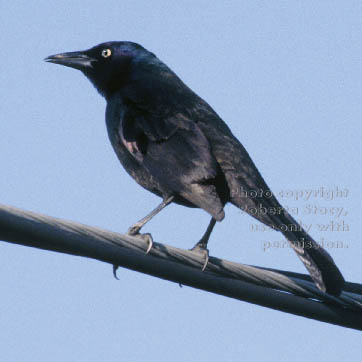 Brewer's blackbird