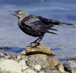 brewer's blackbird