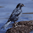 brewer's blackbird