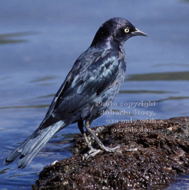 Brewer's blackbird