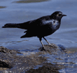 brewer's blackbird