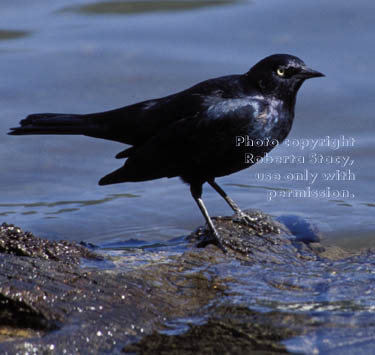 Brewer's blackbird