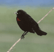 red-winged blackbird