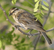 red-winged blackbird, female