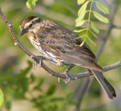 red-winged blackbird, female