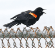red-winged blackbird, male
