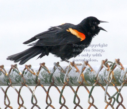 red-winged blackbird, male
