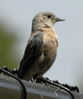 western bluebird