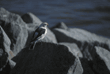 snow bunting