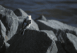 snow bunting
