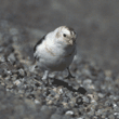 snow bunting