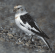 snow bunting