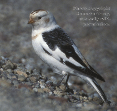 snow bunting