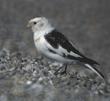snow bunting