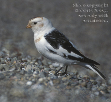 snow bunting