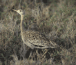Hartlaub's bustard Tanzania (East Africa)