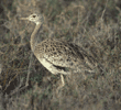 Hartlaub's bustard Tanzania (East Africa)