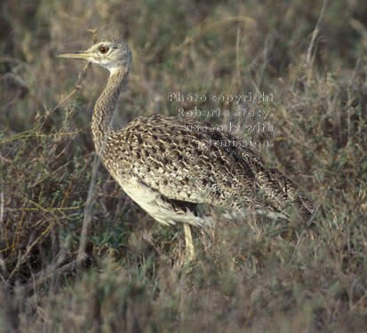Hartlaub's bustard Tanzania (East Africa)