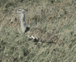 kori bustard Tanzania (East Africa)