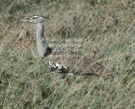 kori bustard Tanzania (East Africa)