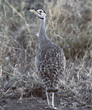 white-bellied bustard Tanzania (East Africa)