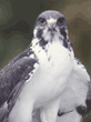 Augur buzzard