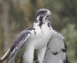 Augur buzzard