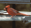 northern cardinal