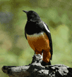cliff chat