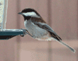 chestnut-backed chickadee at feeder
