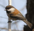 chestnut-backed chickadee on vertical rope that holds feeder