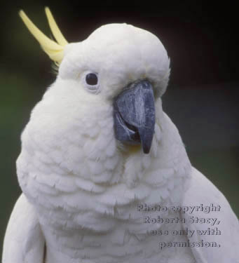 sulphur-crested cockatoo