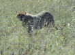 cheetah Tanzania (East Africa)
