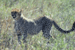 cheetah Tanzania (East Africa)