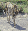 cheetah Tanzania (East Africa)