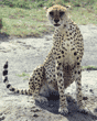 cheetah sitting