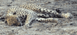 cheetah sleeping asleep