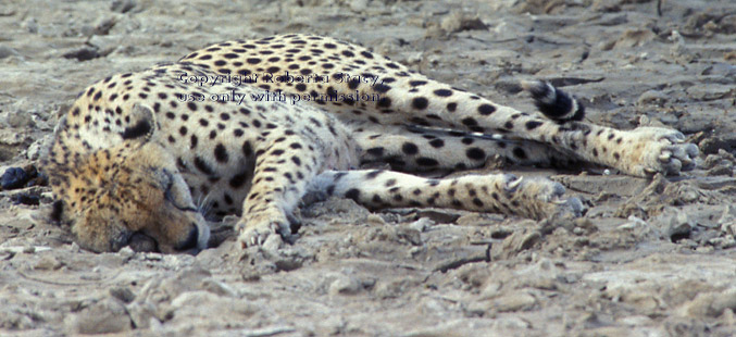 cheetah sleeping asleep