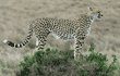 cheetah mom standing on top of mound
