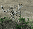 cheetah mother looking off into the distance