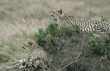 cheetah cub and its mother