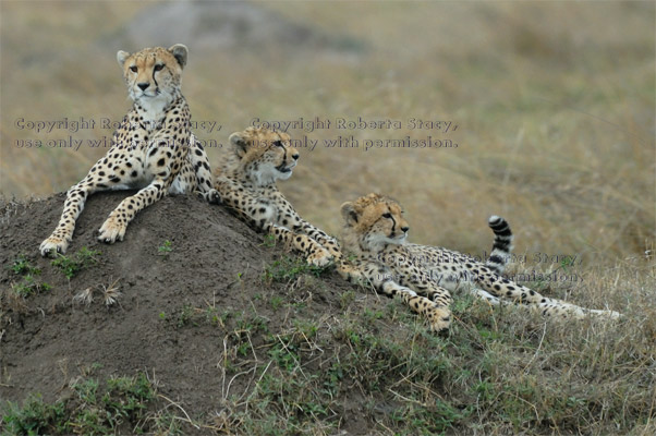 cheetah mother and her two cubs resting on dirt mound