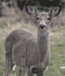white-tailed deer