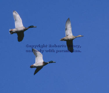 mallards