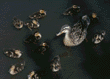 mallard and 12 ducklings
