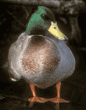 mallard, male