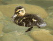 mallard duckling swimming in pond