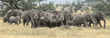 elephant herd Tanzania (East Africa)