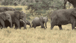 African elephants Tanzania (East Africa)