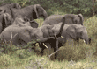 African elephants Tanzania (East Africa)